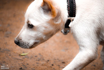 puppy - Kostenloses image #451449
